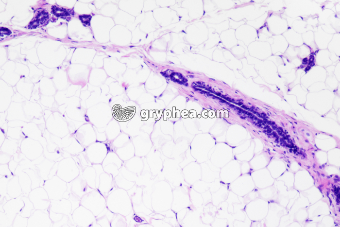 Glande mammaire au repos x50 - gryphea.com